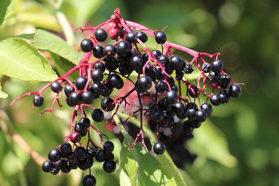 Elderberry Benefits. - WhyNotNatural