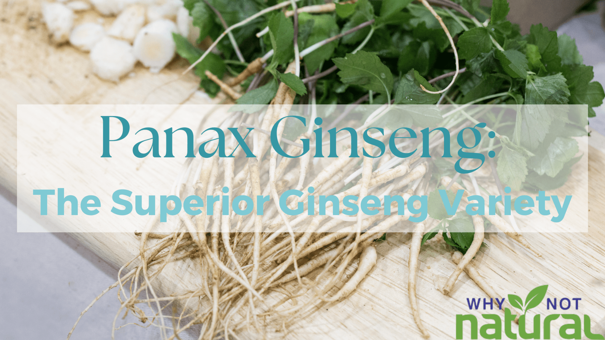 Panax Ginseng: The Superior Ginseng Variety - WhyNotNatural