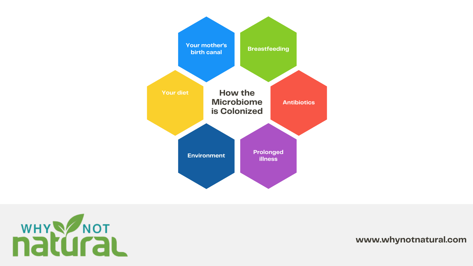 What are probiotics? Here's what you need to know. - WhyNotNatural