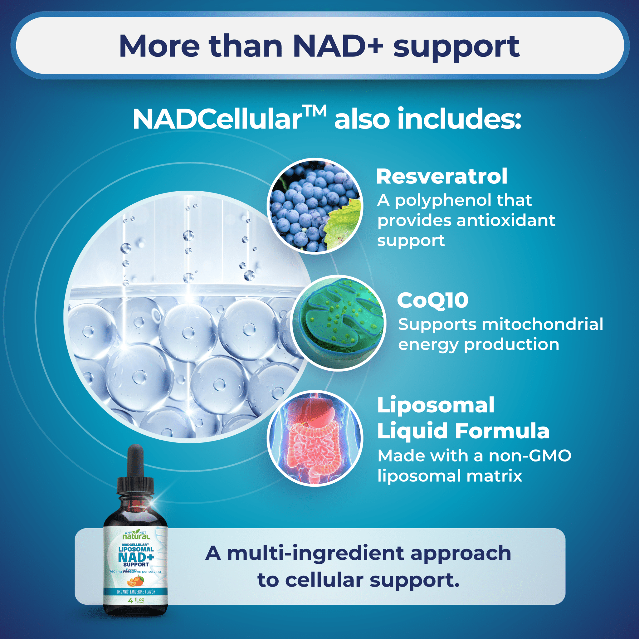Liposomal NAD+ Support - WhyNotNatural